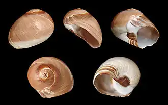 Neverita didyma.