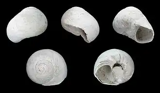 Neverita duplicata.