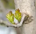 Nouvelles feuilles de la sous-espèces  angustifolia