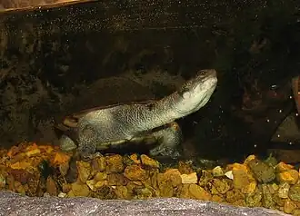 Description de l'image New Guinea Snake-necked Turtle.jpg.