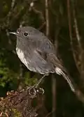 Petroica australis australis.
