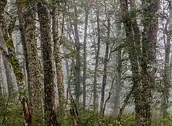 Bush (paysage) sous la pluie aux alentours du mont Oxford dans la région de Canterbury. juin 2019.