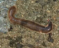 Arthurdendyus triangulatus