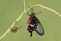 Pachliopta aristolochiae venant d'éclore.