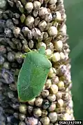 Nezara viridula (ailes membraneuses transparentes)