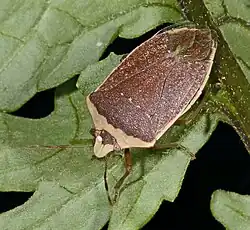 Nezara viridula var. torquata, forme hivernale brune, parasité par un oeuf de Trichopoda pennipes sur la tête