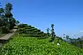 La plantation de thé de Ngglinggo dans le kabupaten de Kulon Progo