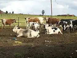 Troupeau Nguni