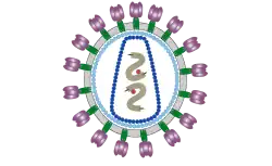 rétrovirus