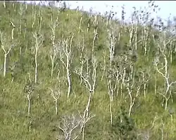 Savane à niaouli