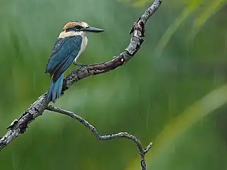 Description de l'image Niau Kingfisher, Îles Tuamotu-Gambier, PF imported from iNaturalist photo 395655001.jpg.