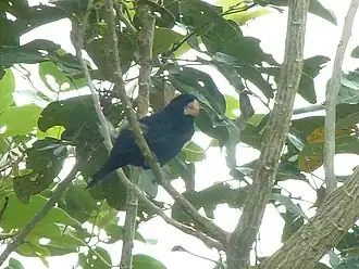 Description de l'image Nicaraguan Seed-Finch 2014-11-15 (1).jpg.