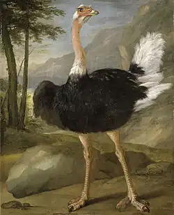 Étude d'autruche, Paris, musée du Louvre.