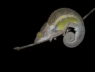 Description de l'image Nicosia's Chameleon (Furcifer nicosiae), Kirindy Forest, Madagascar.jpg.