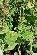 N. rustica portant des fruits