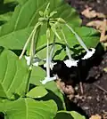 Inflorescence de fleurs retombantes