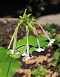 Fleur de N. sylvestris