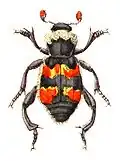 Nicrophorus vespillo