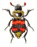 Nicrophorus vestigator