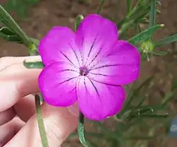 Nielle des blés