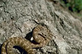 Description de l'image Night_snake_New_Mexico.jpg.