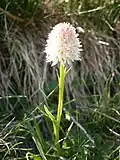 Nigritella corneliana blanche en Oisans