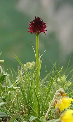 Nigritella rhellicani
