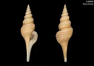 Nihonia australis