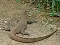 Varan du Nil (Parc national Kruger, Afrique du Sud)