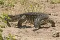 Varan du Nil (Varanus niloticus)