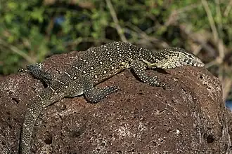 Varan du Nil(Varanus niloticus)