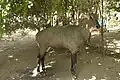 Antilope nilgaut apprivoisée, mâle, Lakeshwari, district de Gwalior