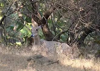 Antilope Nilgaut