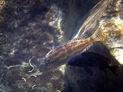 Spécimen sauvage en milieu naturel.