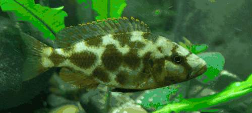Femelle