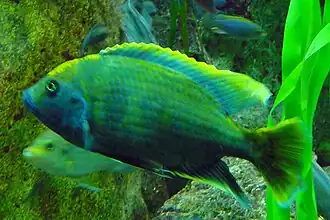 Nimbochromis venustus