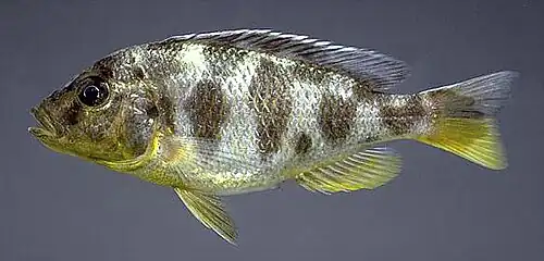 Femelle