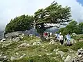 Passage de la crête vers le col du san Petru (Saint Pierre 1&nbsp;452&nbsp;m). Depuis quelques années, le deuxième arbre est mort.