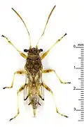 Ninus insignis, Brunei (île de Bornéo).