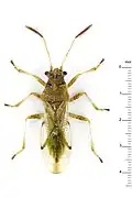 Ninus substylatus, Brunei (île de Bornéo).