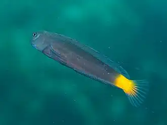 Ecsenius namiyei