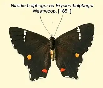 Description de l'image NirodiaBelphegorWestwood1851OD.JPG.