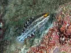 Juvénile immature