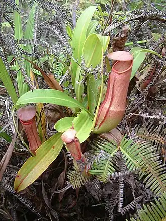 Description de l'image Nmirabilis1.jpg.