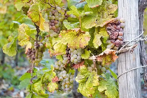 Grappes de riesling atteintes (octobre), à Bernkastel-Kues, dans la Moselle allemande.