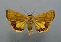 Noctua interjecta
