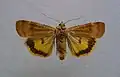Noctua interposita