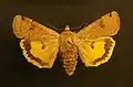 Noctua orbona