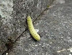 Chenille verte.