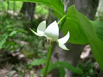Trillium cernuum